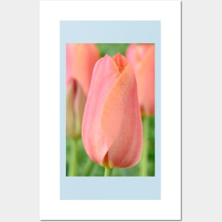 Tulipa  'Stunning Apricot'   Single Late Tulip Posters and Art